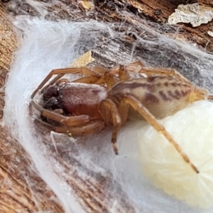 Clubiona sp. (genus) at Carwoola, NSW - 21 Jan 2023 10:42 AM