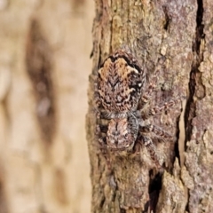 Servaea incana (Hoary Servaea) at Carwoola, NSW - 21 Jan 2023 by trevorpreston