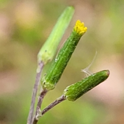 Senecio quadridentatus (Cotton Fireweed) at Wanna Wanna Nature Reserve - 21 Jan 2023 by trevorpreston