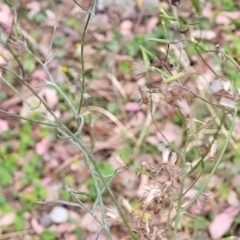 Senecio quadridentatus at Carwoola, NSW - 21 Jan 2023