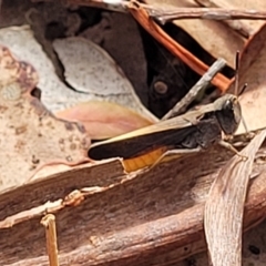 Cryptobothrus chrysophorus (Golden Bandwing) at Carwoola, NSW - 20 Jan 2023 by trevorpreston