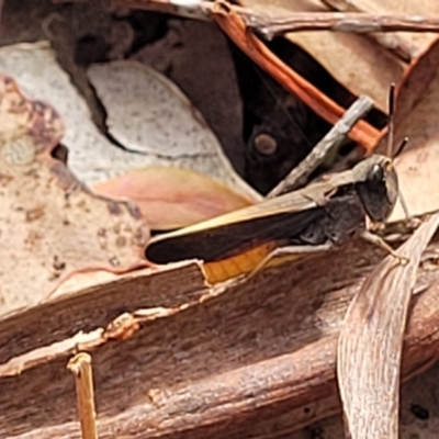 Cryptobothrus chrysophorus (Golden Bandwing) at Carwoola, NSW - 20 Jan 2023 by trevorpreston