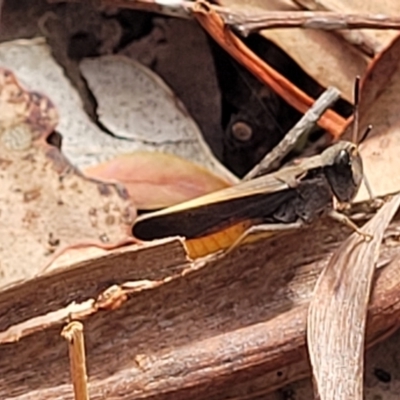 Cryptobothrus chrysophorus (Golden Bandwing) at Carwoola, NSW - 21 Jan 2023 by trevorpreston