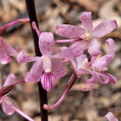Dipodium roseum (Rosy Hyacinth Orchid) at Wanna Wanna Nature Reserve - 21 Jan 2023 by trevorpreston