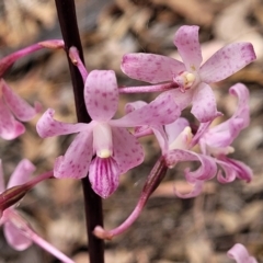 Dipodium roseum (Rosy Hyacinth Orchid) at Carwoola, NSW - 21 Jan 2023 by trevorpreston