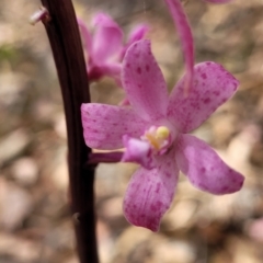 Dipodium roseum at Carwoola, NSW - 21 Jan 2023