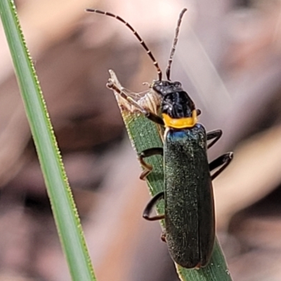 Chauliognathus lugubris (Plague Soldier Beetle) at Carwoola, NSW - 21 Jan 2023 by trevorpreston