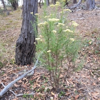 Cassinia longifolia (Shiny Cassinia, Cauliflower Bush) at Wanna Wanna Nature Reserve - 21 Jan 2023 by trevorpreston