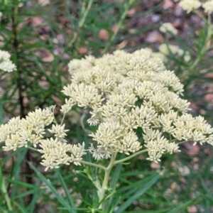 Cassinia longifolia at Carwoola, NSW - 21 Jan 2023