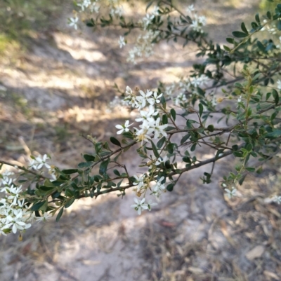 Bursaria spinosa subsp. lasiophylla (Australian Blackthorn) at Fadden, ACT - 19 Jan 2023 by KumikoCallaway