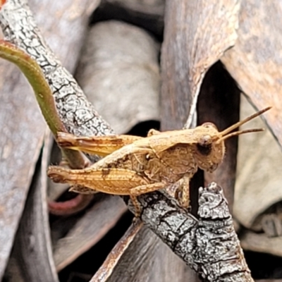 Phaulacridium vittatum (Wingless Grasshopper) at Wanna Wanna Nature Reserve - 21 Jan 2023 by trevorpreston