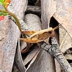 Phaulacridium vittatum at Carwoola, NSW - 21 Jan 2023 10:30 AM