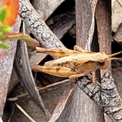 Phaulacridium vittatum at Carwoola, NSW - 21 Jan 2023 10:30 AM