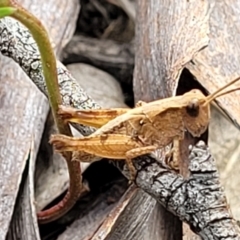 Phaulacridium vittatum at Carwoola, NSW - 21 Jan 2023 10:30 AM