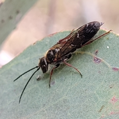 Tiphiidae (family) (Unidentified Smooth flower wasp) at Wanna Wanna Nature Reserve - 20 Jan 2023 by trevorpreston