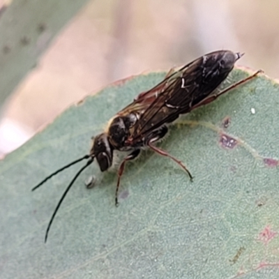 Tiphiidae (family) (Unidentified Smooth flower wasp) at Wanna Wanna Nature Reserve - 21 Jan 2023 by trevorpreston