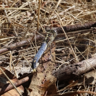 Orthetrum caledonicum (Blue Skimmer) at Wodonga, VIC - 20 Jan 2023 by KylieWaldon