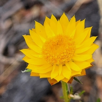 Xerochrysum viscosum (Sticky Everlasting) at Carwoola, NSW - 20 Jan 2023 by trevorpreston