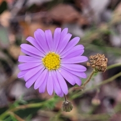 Brachyscome rigidula (Hairy Cut-leaf Daisy) at Wanna Wanna Nature Reserve - 21 Jan 2023 by trevorpreston