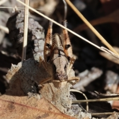 Phaulacridium vittatum (Wingless Grasshopper) at Wodonga, VIC - 20 Jan 2023 by KylieWaldon