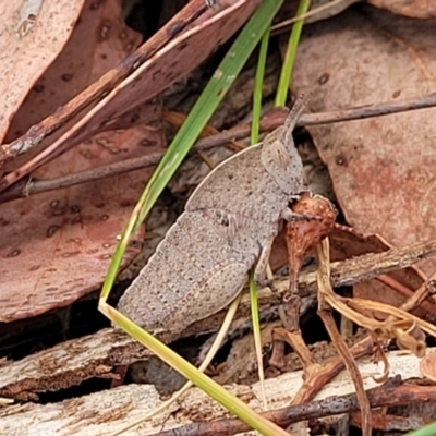 Goniaea australasiae (Gumleaf grasshopper) at Carwoola, NSW - 21 Jan 2023 by trevorpreston