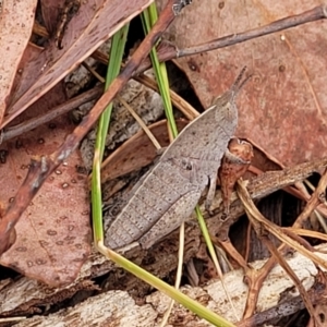 Goniaea australasiae at Carwoola, NSW - 21 Jan 2023 10:23 AM