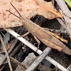 Pardillana limbata (Common Pardillana) at Carwoola, NSW - 20 Jan 2023 by trevorpreston