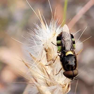 Odontomyia hunteri (Soldier fly) at Carwoola, NSW - 21 Jan 2023 by trevorpreston