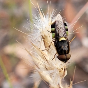 Odontomyia hunteri at Carwoola, NSW - 21 Jan 2023