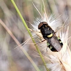 Odontomyia hunteri at Carwoola, NSW - 21 Jan 2023