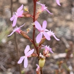 Stylidium graminifolium (grass triggerplant) at Carwoola, NSW - 21 Jan 2023 by trevorpreston