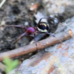 Habronestes bradleyi (Bradley's Ant-Eating Spider) at Wodonga, VIC - 21 Jan 2023 by KylieWaldon