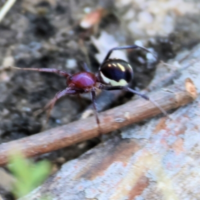Habronestes bradleyi (Bradley's Ant-Eating Spider) at Wodonga, VIC - 20 Jan 2023 by KylieWaldon
