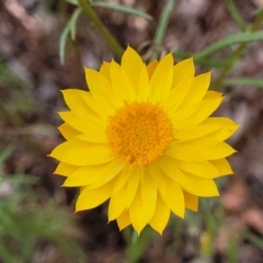 Xerochrysum viscosum (Sticky Everlasting) at Carwoola, NSW - 20 Jan 2023 by trevorpreston