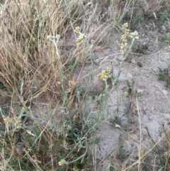 Pseudognaphalium luteoalbum (Jersey Cudweed) at Fadden, ACT - 21 Jan 2023 by KumikoCallaway