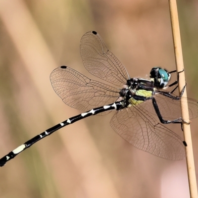 Parasynthemis regina (Royal Tigertail) at Wodonga, VIC - 20 Jan 2023 by KylieWaldon