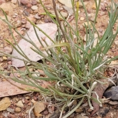 Leucochrysum albicans subsp. tricolor at Carwoola, NSW - 21 Jan 2023