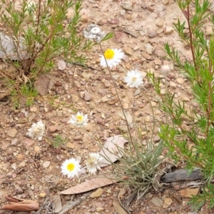 Leucochrysum albicans subsp. tricolor at Carwoola, NSW - 21 Jan 2023