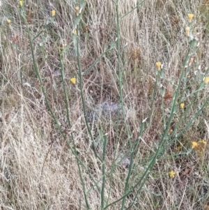 Chondrilla juncea at Fadden, ACT - 21 Jan 2023 06:43 AM