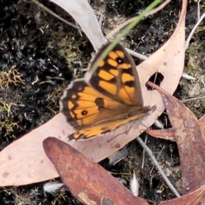 Geitoneura klugii at Carwoola, NSW - 21 Jan 2023