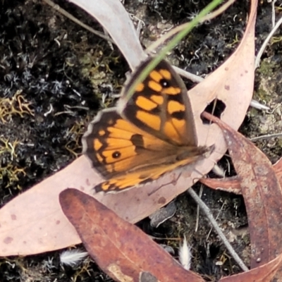 Geitoneura klugii (Marbled Xenica) at Carwoola, NSW - 20 Jan 2023 by trevorpreston