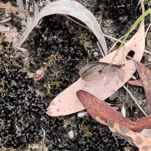 Geitoneura klugii at Carwoola, NSW - 21 Jan 2023