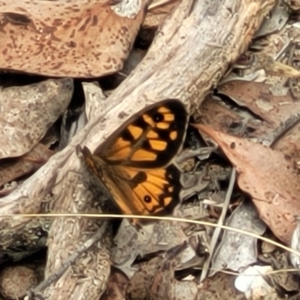 Geitoneura klugii at Carwoola, NSW - 21 Jan 2023