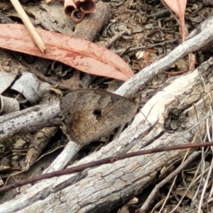 Geitoneura klugii at Carwoola, NSW - 21 Jan 2023