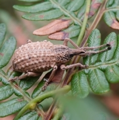 Leptopius sp. (genus) (A weevil) at Jerrawangala, NSW - 20 Jan 2023 by RobG1