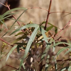 Brachychiton populneus (Kurrajong) at Wodonga, VIC - 20 Jan 2023 by KylieWaldon