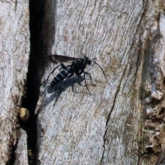 Turneromyia sp. (genus) (Zebra spider wasp) at Wodonga, VIC - 20 Jan 2023 by KylieWaldon