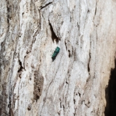 Chrysididae (family) (Cuckoo wasp or Emerald wasp) at Wodonga, VIC - 21 Jan 2023 by KylieWaldon
