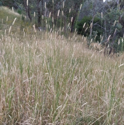 Phalaris aquatica (Phalaris, Australian Canary Grass) at Fadden, ACT - 21 Jan 2023 by KumikoCallaway