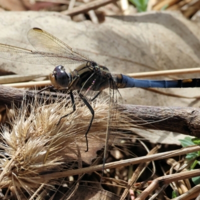 Orthetrum caledonicum (Blue Skimmer) at Wodonga, VIC - 20 Jan 2023 by KylieWaldon